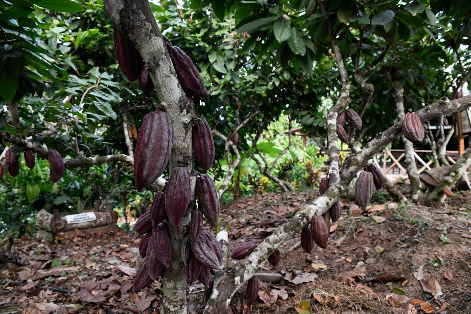 Plantação de Cacau, Peru